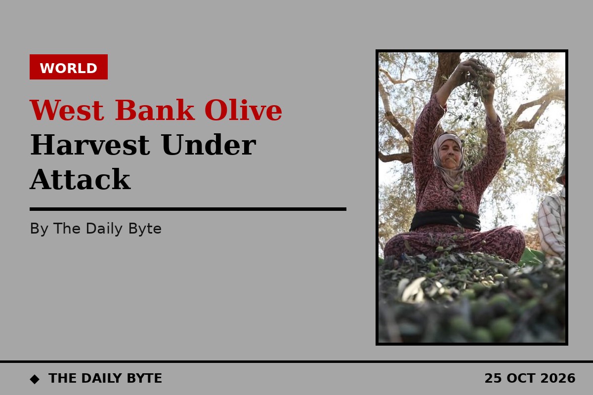 Olive harvest under attack: settler assaults surge across the West Bank